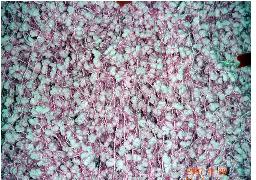 ������ëɴ